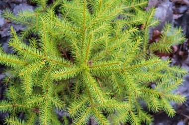 Ormandaki genç noel ağaçları