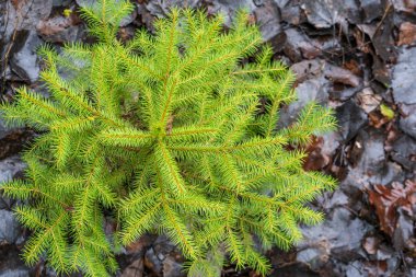 Ormandaki genç noel ağaçları