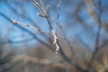 Bitkiler kış mevsiminde