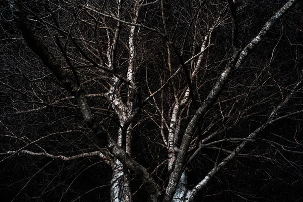 Berkenbomen Nachts Een Minsk Park — Stockfoto