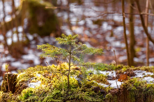 Winterochtend Het Platteland — Stockfoto