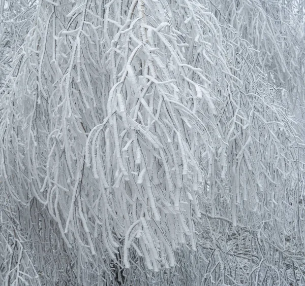 Plantas Estação Inverno — Fotografia de Stock