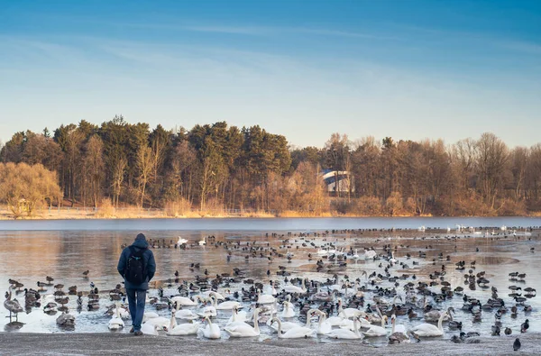 Zwerm Vogels Winters Vijver — Stockfoto