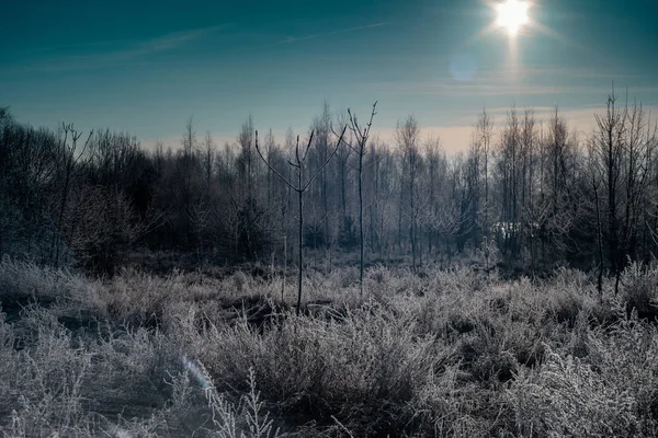 Manhã Inverno Campo — Fotografia de Stock