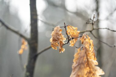 İlkbaharın başlarında Avrupa 'da orman