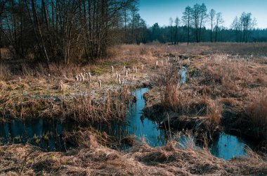 Nehrin taşkın ovasında Belarus 'un doğası