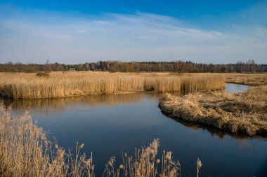 Nehrin taşkın ovasında Belarus 'un doğası