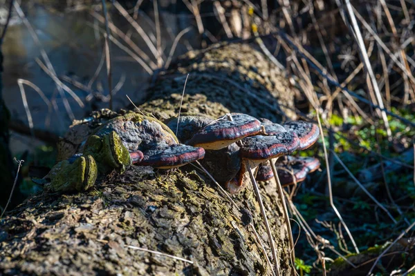 Ormanda yatan yaşlı bir ağaç