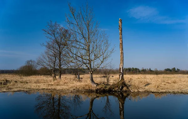 Natuur Van Wit Rusland Uiterwaarden Van Rivier — Stockfoto