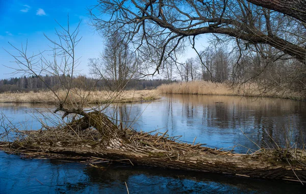 Natur Weißrusslands Der Aue Des Flusses — Stockfoto