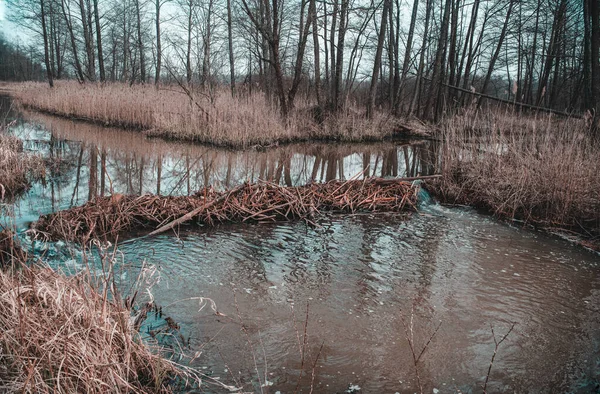 Nehirdeki kunduzlar tarafından oluşturulan baraj.