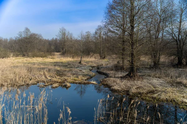 Natuur Van Wit Rusland Uiterwaarden Van Rivier — Stockfoto