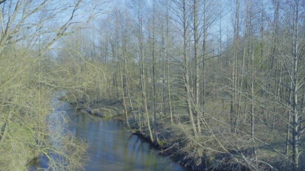 Θέα Του Ποταμού Στο Δάσος Της Λευκορωσίας — Αρχείο Βίντεο