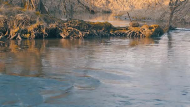 ベラルーシの森の中の川の眺め — ストック動画