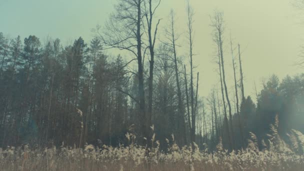 白俄罗斯森林的春天 — 图库视频影像