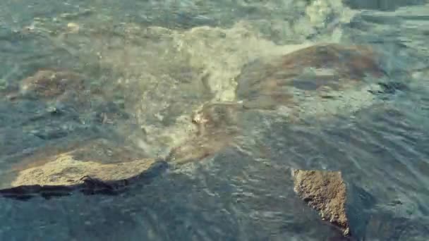 vue sur la rivière dans la forêt du Bélarus 