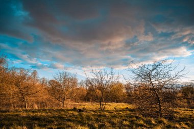 Yangından sonra çimenler
