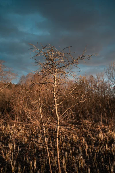 Gras Een Brand — Stockfoto