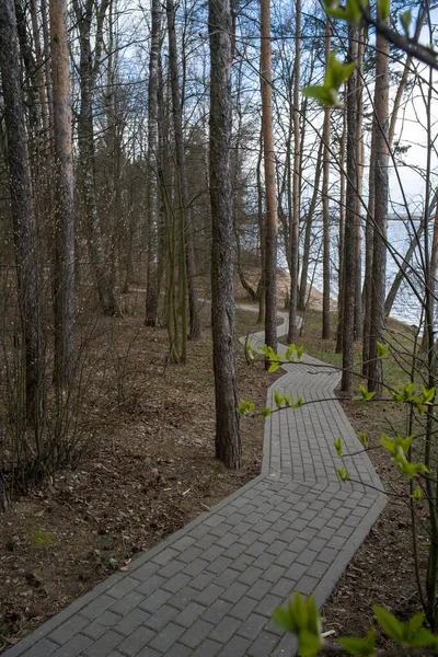 Дорога Красивом Лесу — стоковое фото