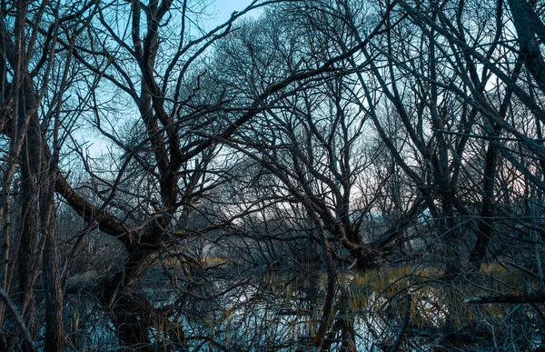 Het Bos Het Vroege Voorjaar — Stockfoto