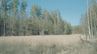 Belarus ormanlarında ilkbahar