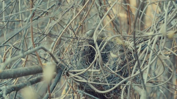 Das Letztjährige Nest Mit Sträuchern — Stockvideo