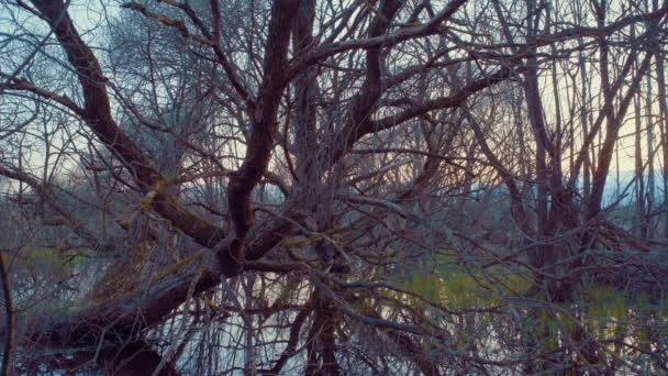 Arbres Bizarres Dans Marais — Video