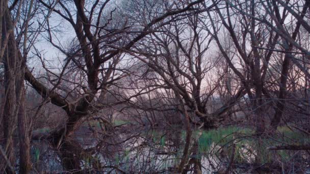 沼泽地里奇异的树木 — 图库视频影像