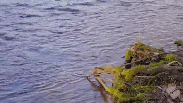 Vue Sur Rivière Dans Forêt Bélarus — Video