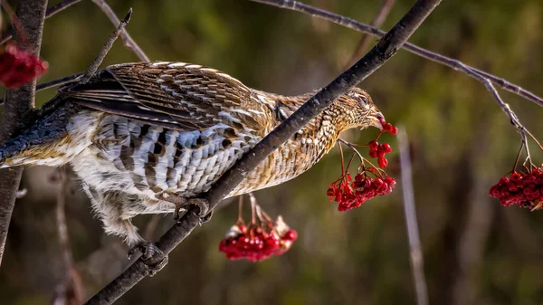 Belle Gélinotte Huppée Bonasa Umbellus Perchée Sur Les Branches Mangeant — Photo