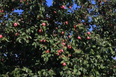 iyi sonbahar hasat kırmızı elma