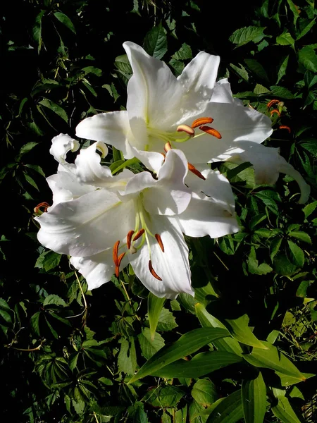 Summer Blossoming Fine White Lilies — Stock Photo, Image