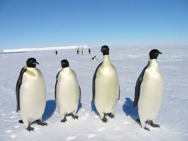 Najlepsze Modele Antarktydzie — Zdjęcie stockowe