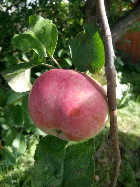 Manzana Roja Una Rama — Foto de Stock