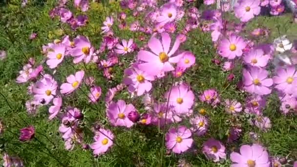 Flowers Cosmea Wind — Stock Video