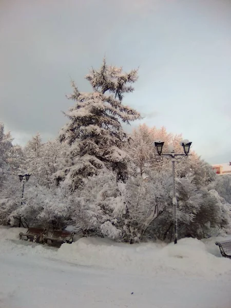 Зима Городском Парке — стоковое фото