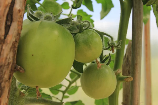 Zielone Pomidory Gałęzi — Zdjęcie stockowe