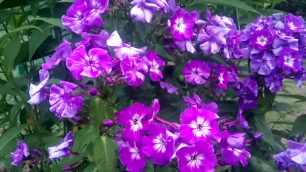 多年生の紫色のフロックスを豊かに開花させる — ストック動画
