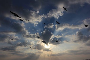 Bulutların arkasında batan güneşin arka planında martılar