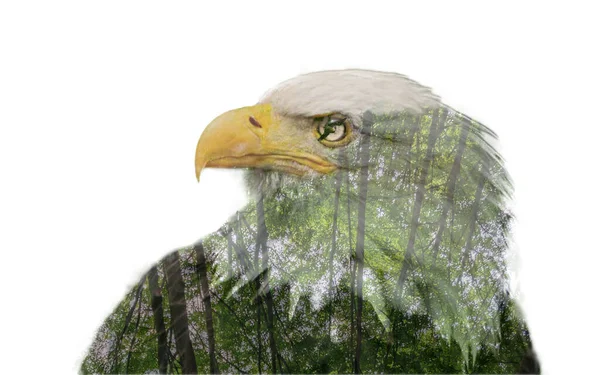 Double Exposure Silhouette Eagle Green Forest Reflection Bird Eye — Stock Photo, Image