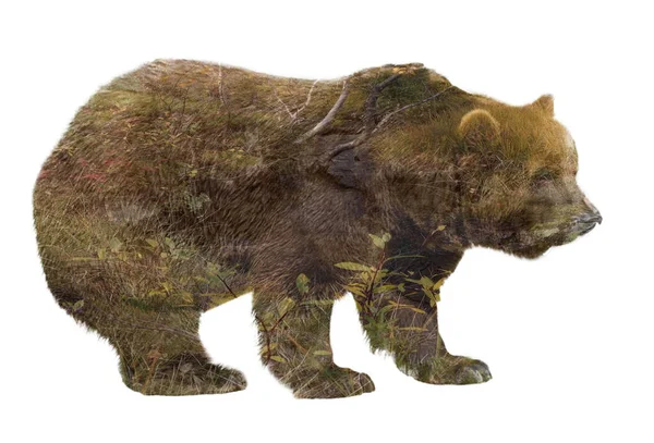 Силуэт Двойной Экспозиции Бурого Медведя Фоне Лесного Потока Травы — стоковое фото