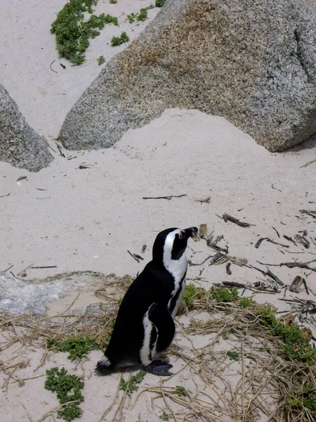 Pingouin Spectaculaire Sur Plage Sud Africaine Balders — Photo