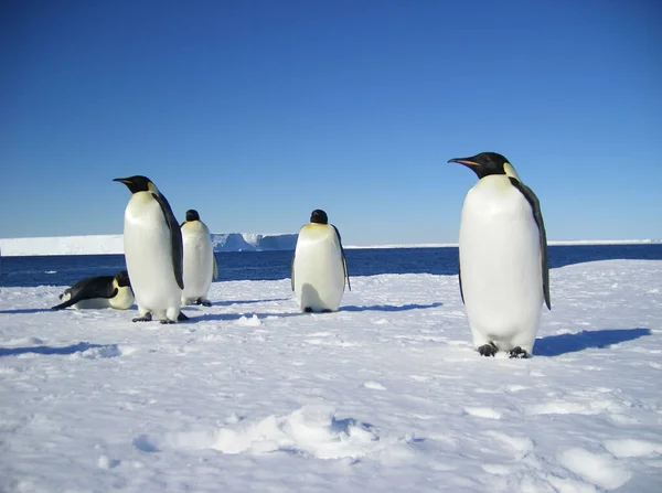 Pinguins Imperador Uma Geleira Dia Verão Antártico — Fotografia de Stock