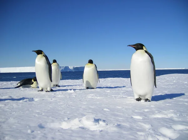 Mparator Penguenler Antarktika Bir Yaz Gününde Buzulda Stok Resim