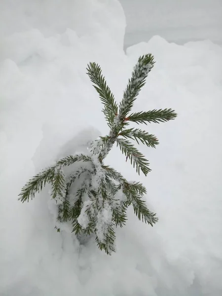 Μικρό Χριστουγεννιάτικο Δέντρο Καλυμμένο Χιόνι Στην Κορυφή Του Κεφαλιού — Φωτογραφία Αρχείου