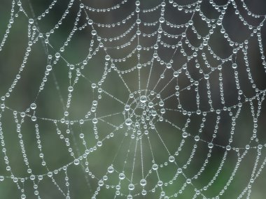 Sabah çiğ taneli örümcek ağı