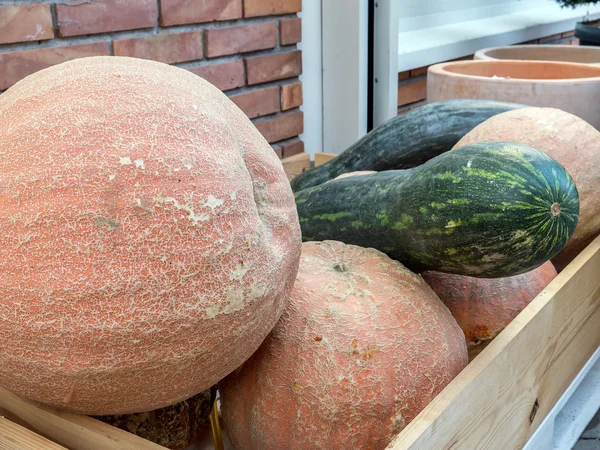Bunch of pumpkins — Stock Photo, Image