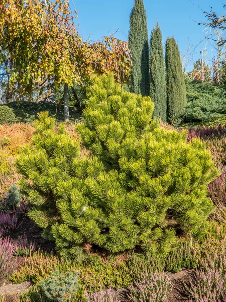 Pinus thunbergii pohon pinus — Stok Foto