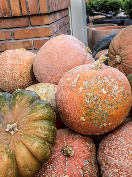 Bunch of pumpkins — Stock Photo, Image