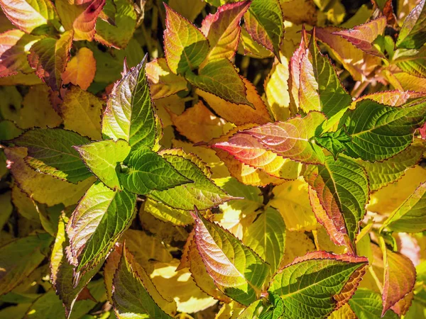 Foglie di ortensia liscia in autunno — Foto Stock
